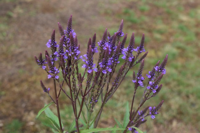 Plante-Vivace-Verbena-hastata