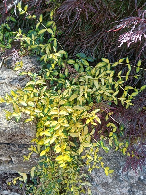 Plante-Vivace-Vinca-minor-'Illumination'