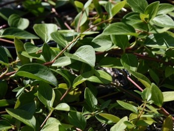 Plante-Vivace-Vinca-major-'Alba'