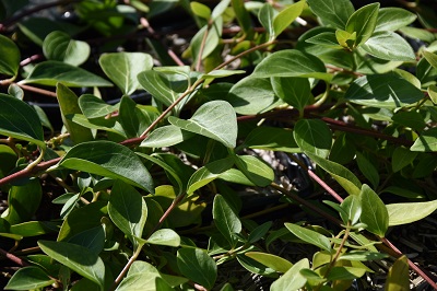 Plante-Vivace-Vinca-major-'Alba'