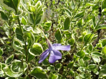 Plante-Vivace-Vinca-major-'Variegata'