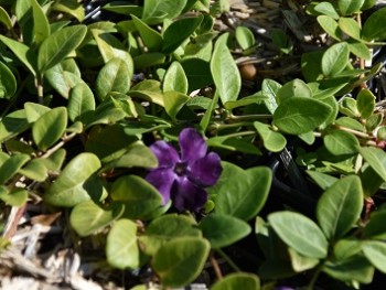 Plante-Vivace-Vinca-minor-'Atropurpurea'