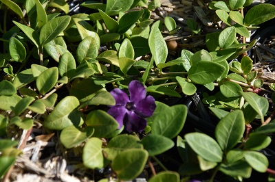 Plante-Vivace-Vinca-minor-'Atropurpurea'