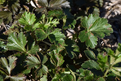 Plante-Vivace-Waldsteinia-ternata