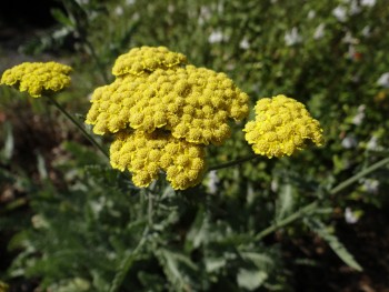 Plantes-Vivaces-Achillea-filipendula