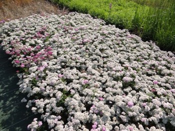 Plante-Vivace-Achillea-millefolium-'Apfelblute'