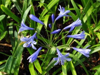 Plante-Vivace-Agapanthus-'Dr Brouwer'