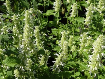 Plante-Vivace-Agastache-rugosa-'Alabaster