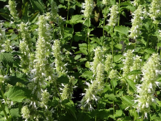 Plante-Vivace-Agastache-rugosa-'Alabaster