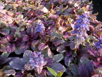 Plante-Vivace-Ajuga-reptens-'Burgundy-Glow'