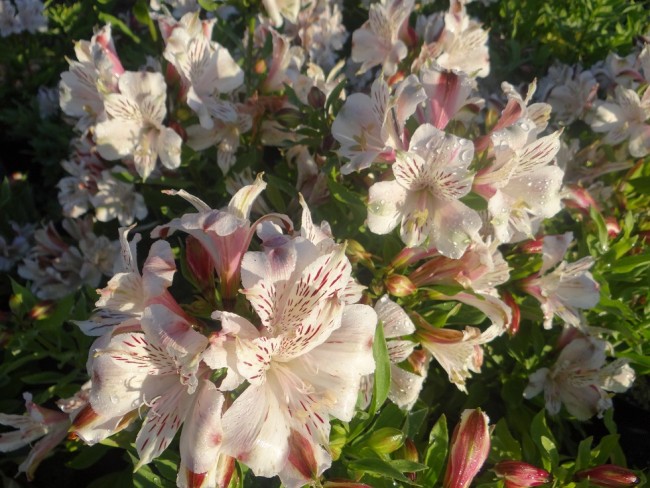 Plante-Vivace-Alstroemeria-'Mazé'