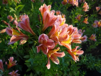 Plante-Vivace-Alstroemeria-Aubance