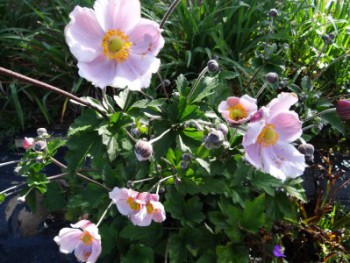 Plante-Vivace-Anemone-japonica-'September-Charm'