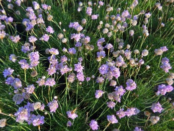 Plante-Vivace-Armeria-maritima-'Rosea'