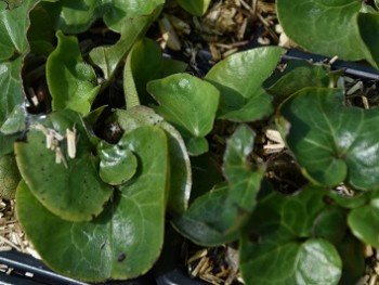 Plante-Vivace-Asarum-europeum