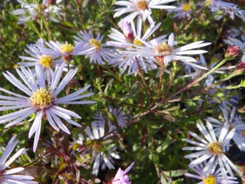 Plante-Vivace-Aster-pyrenaeus-'Lutecia'