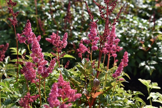 Plante-Vivace-Astilbe-japonica-'Anita-Pfeifer'