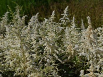 Plante-Vivace-Astilbe-japonica-'Deutchland'