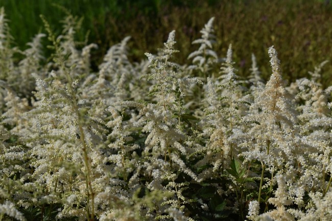 Plante-Vivace-Astilbe-japonica-'Deutchland'