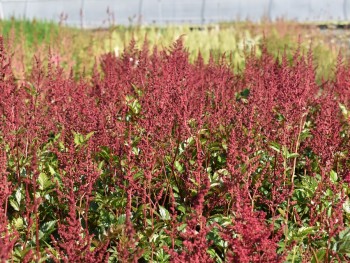 Plante-Vivace-Astilbe-japonica-'Fanal'