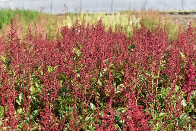 Plante-Vivace-Astilbe-japonica-'Fanal'