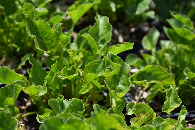 Plante-Vivace-Campanule-pyramidalis-'Alba'