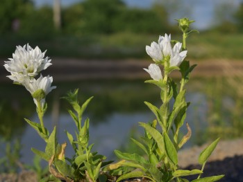 Plante-Vivace-Campanule-glomerata-'Alba'