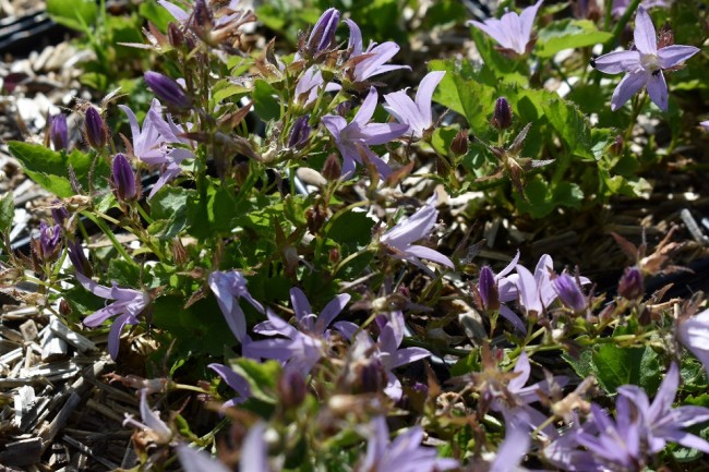 Plante-Vivace-Campanule-porcharskyana-'Lusduggan-Variety'