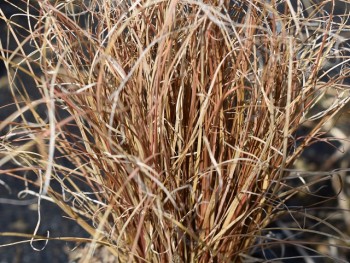 Graminée-Carex-bronze-form