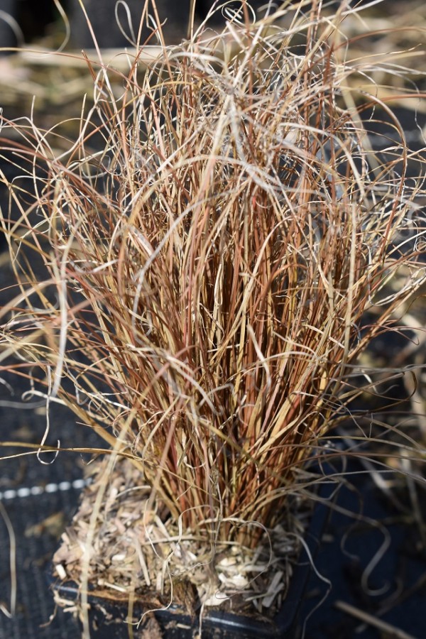 Graminée-Carex-bronze-form