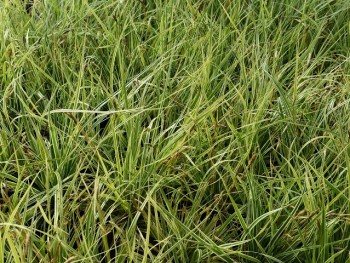 Graminée-Carex-oshimensis-'Everest'