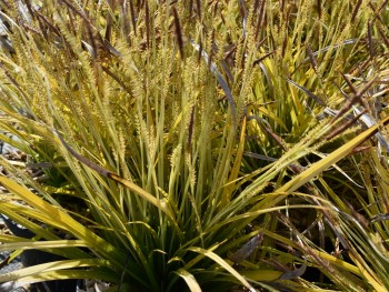 Graminée-Carex-morowii-'Mosten'