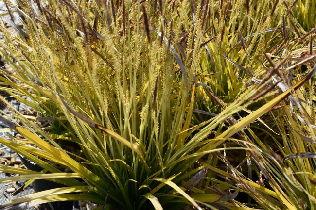 Graminée-Carex-morowii-'Mosten'