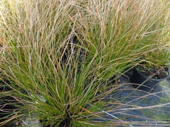 Graminée-Carex-testacea-'Prairie-Fire'