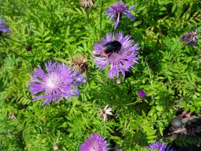 Plante-Vivace-Centaurea-dealbata