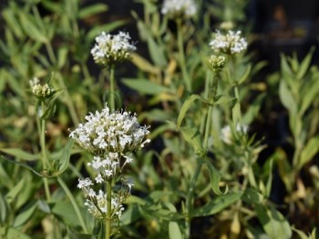 Plante-Vivace-Centranthus-ruber-'Alba'