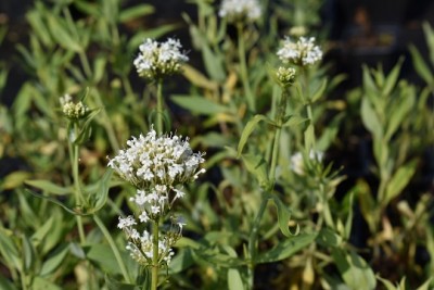 Plante-Vivace-Centranthus-ruber-'Alba'