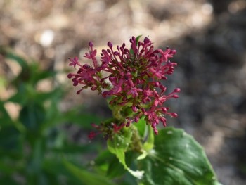 Plante-Vivace-Centranthus-Ruber-'Coccineus'