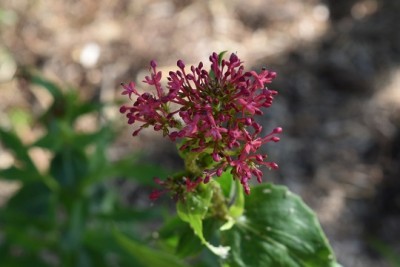 Plante-Vivace-Centranthus-Ruber-'Coccineus'