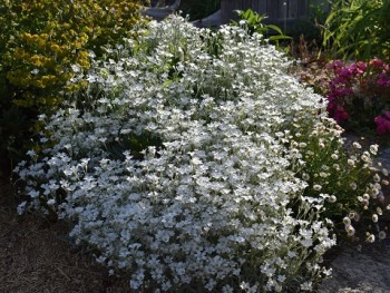 Plante-Vivace-Cerastium-biebersteinii