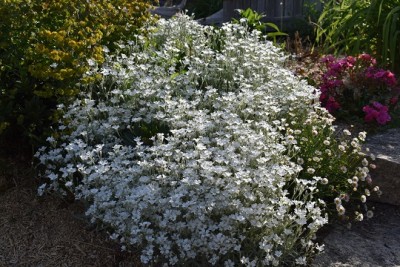 Plante-Vivace-Cerastium-biebersteinii