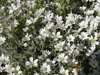 Plante-Vivace-Cerastium-tomentosum