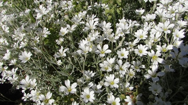 Plante-Vivace-Cerastium-tomentosum