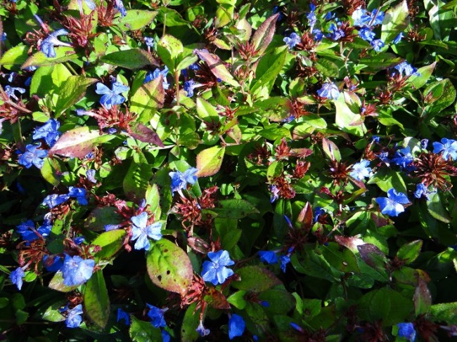 Plante-Vivace-Ceratostigma-plumbaginoides