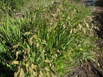 Graminée-Chasmanthium-latifolium