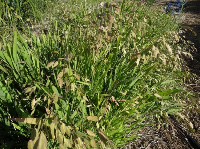 Graminée-Chasmanthium-latifolium