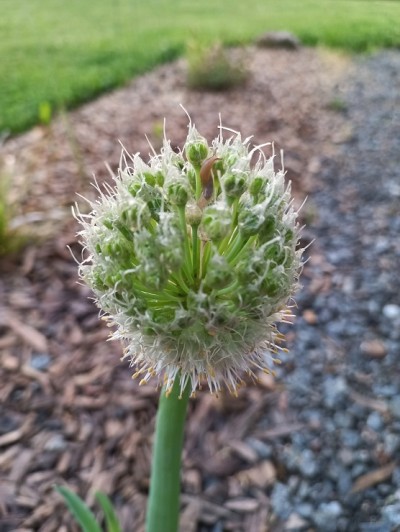 Plante-Vivace-Ciboule