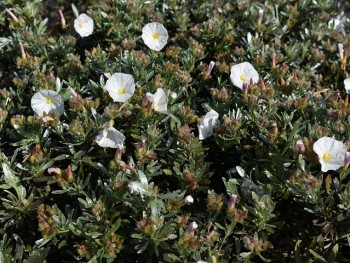 Plante-Vivace-Convolvulus-cneorum