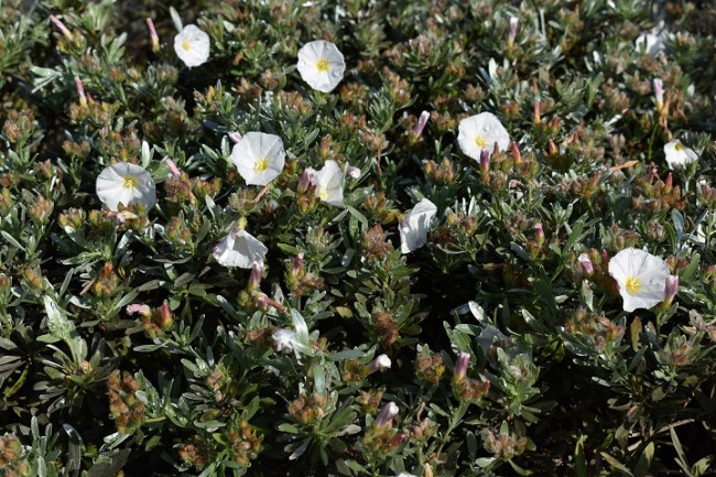 Plante-Vivace-Convolvulus-cneorum