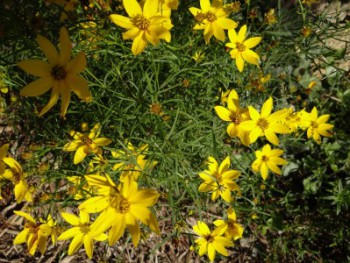 Plante-Vivace-Coreopsis-verticilliata-'Zagreb'
